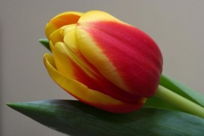 Půvaby květin - Tulipán