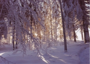 Kouzlení zimy - Zimní les