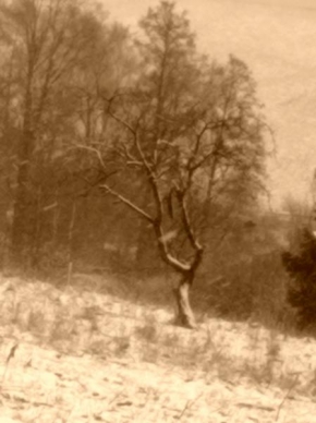 Stromy - Samotář