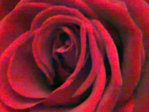 Půvaby květin - Růže