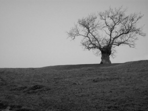 Stromy - Osamocen