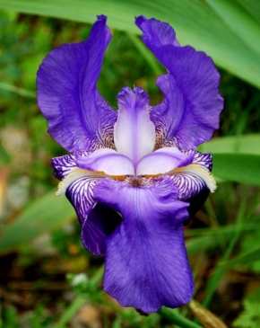Půvaby květin - Orchidej