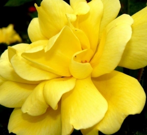 Kateřina Neradová - Žlutá růže
