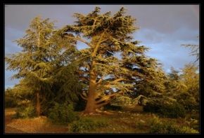 Stromy - Divoký cedr