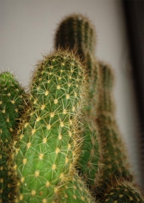 Půvaby květin - Kaktus