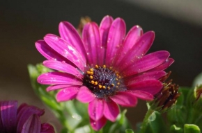 Půvaby květin - Kopretina zahradní