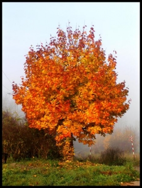 Stromy - Ohnivý podzim