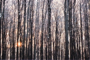 Kouzlení zimy - Západ v lese