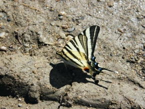 Adam Břinčil - Motýl
