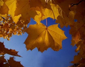 Stromy - Kouzlo podzimu