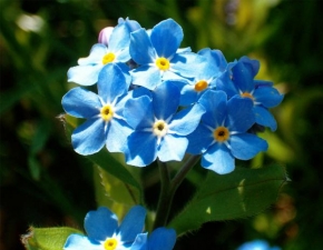 Půvaby květin - Modrá je dobrá