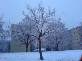 Ondřej Dlohoš - Strom v zimě