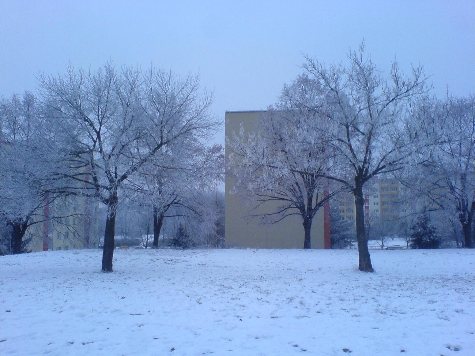 Stromy v zimě