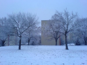 Stromy - Stromy v zimě