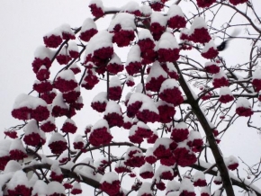 Královna zima - Jeřabiny pod sněhem