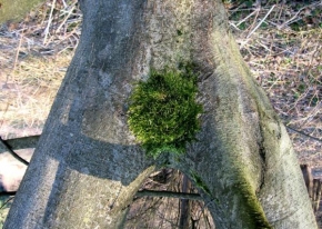 Stromy - Lesní žena1