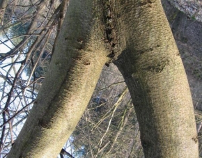 Stromy - Lesní žena2