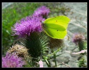 Půvaby květin - Bodlák s motýlkem