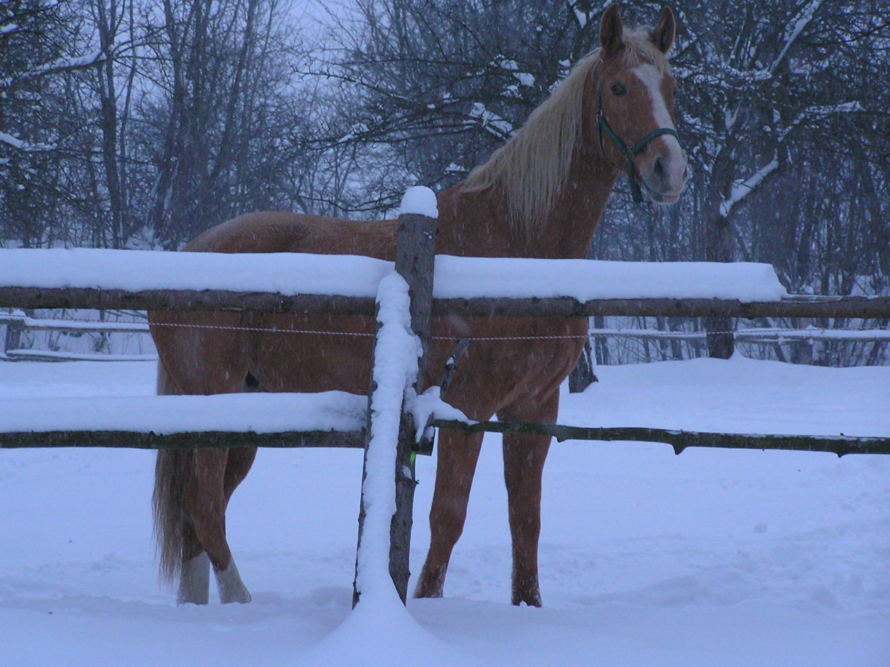 Kůň a zima