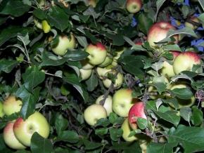 Stromy - Jablíčka