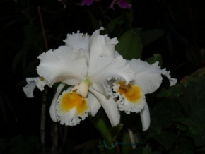 Půvaby květin - Orchidea