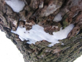 Královna zima - Kůra stromu