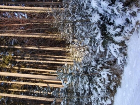 Královna zima - Můj les