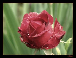 Půvaby květin - Ruža po daždi
