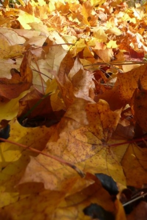 Stromy - Podzim...