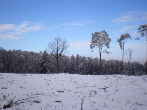 Královna zima - Stromy samotáři