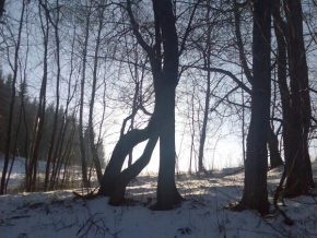 Královna zima - Zádadný lesík