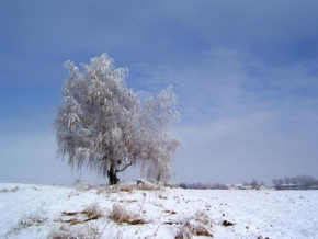 Královna zima - Bříza v zimě