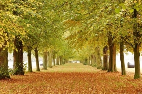 Stromy - Podzimní snění