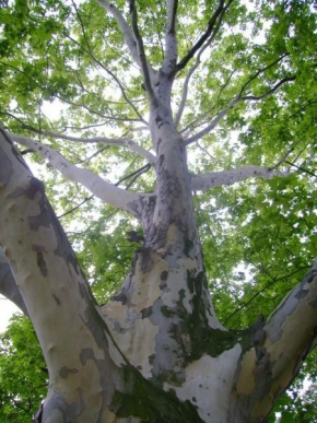 Stromy - Pohled do koruny