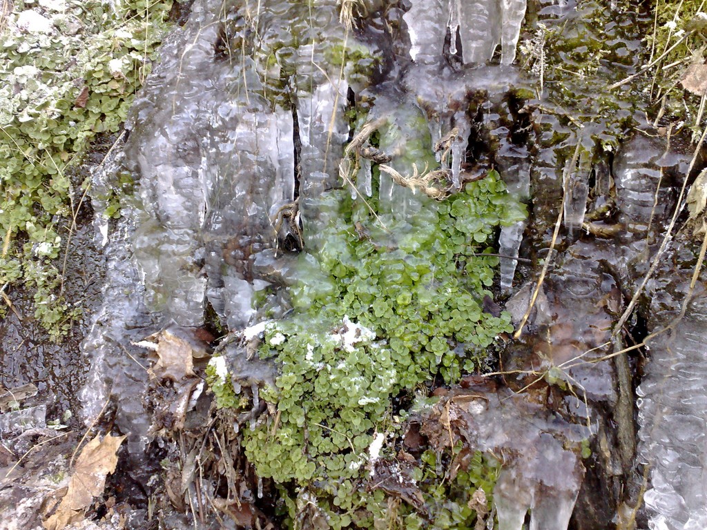 Ledová rostlina