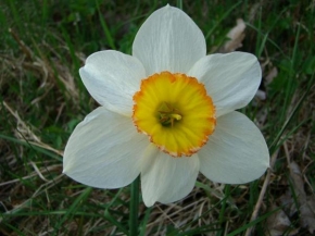Půvaby květin - Narcis