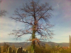 Stromy - Na hřbitově