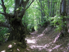 Stromy - Cesta medzi stromami