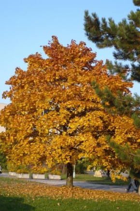 Stromy - Zlatá krása