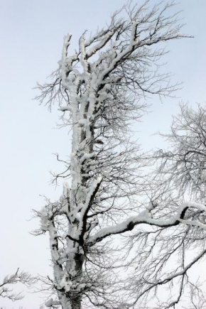 Stromy - Pod sněhovou přikrývkou