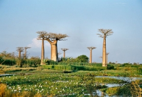 Má nejkrásnější krajina - Baobaby na Madagaskaru