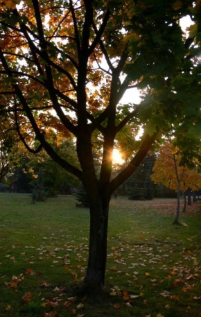Stromy - Při západu slunce