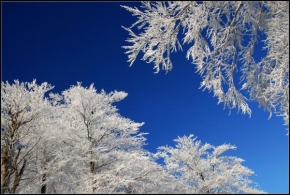 Stromy - Strom v zimě