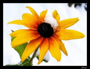Královna zima - Květina v objetí zimy
