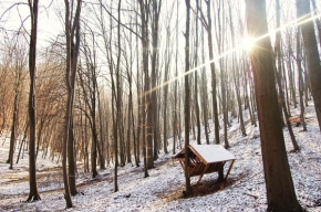 Andrea Bačová - Zima v lese