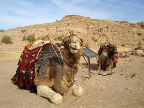 Fotograf roku na cestách 2009 - Jordánský velbloud
