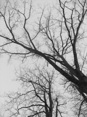 Stromy - Nebe protkané žilami