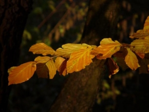Stromy - Bukové podzimní listí