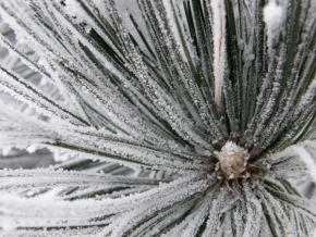 Královna zima - Květ ecivorob