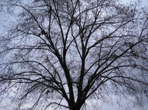 Zdeňka Křivánková - Strom